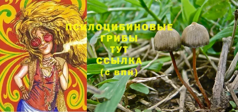 хочу   Асбест  кракен ссылки  Псилоцибиновые грибы Psilocybe 